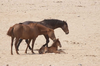 Picture of NAMIBIA, AUS WILD HORSES ON THE NAMIB DESERT