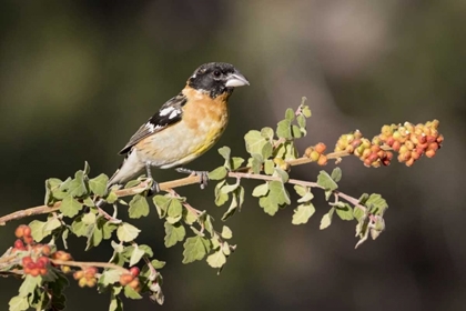 Picture of AZ, AMADO BLACK-HEADED GROSBEAK ON SKUNKBUSH