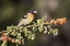 Picture of AZ, AMADO BLACK-HEADED GROSBEAK ON SKUNKBUSH