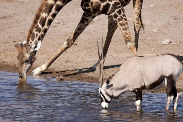 Picture of GIRAFFE AND ORYX AT WATER, ETOSHA NP, NAMIBIA