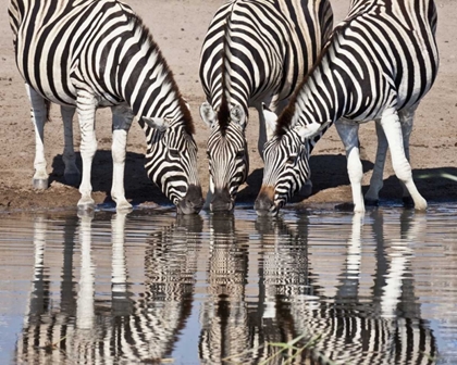 Picture of NAMIBIA, ETOSHA NP ZEBRAS REFLECTED IN WATER