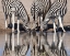 Picture of NAMIBIA, ETOSHA NP ZEBRAS REFLECTED IN WATER