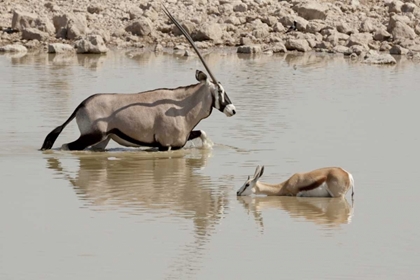 Picture of NAMIBIA, ETOSHA NP ORYX AND SPRINGBOK WADING