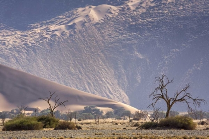Picture of NAMIBIA, NAMIB-NAUKLUFT SAND DUNES AND TREES