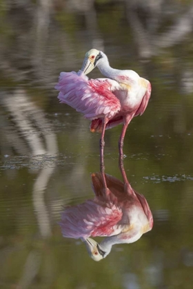 Picture of FL, EVERGLADES NP ROSEATE SPOONBILL PREENING