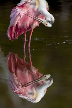 Picture of FL, EVERGLADES NP ROSEATE SPOONBILL PREENING