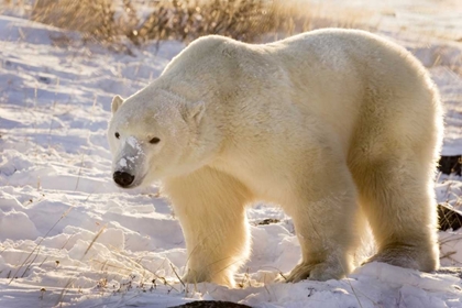 Picture of CANADA, CHURCHILL POLAR BEAR WALKING IN SNOW