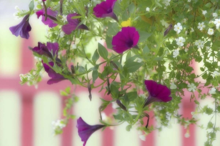 Picture of WA, FLOWERS HANG FROM BASKET BY A PICKET FENCE