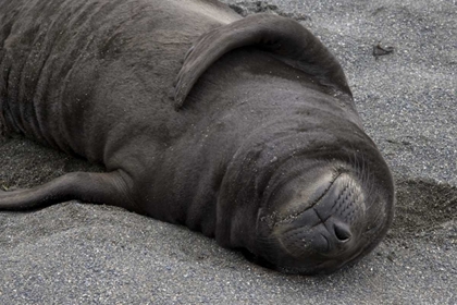 Picture of SOUTH GEORGIA ISLAND ELEPHANT SEAL PUP SLEEPS