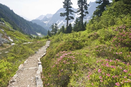 Picture of WA, CASCADE PASS HIKING TRAIL AMID WILDERNESS