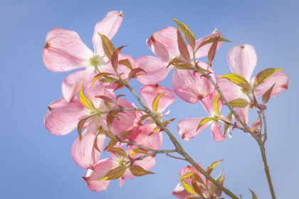 Picture of WA, SEABECK PINK DOGWOOD BLOSSOMS AGAINST SKY