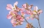 Picture of WA, SEABECK PINK DOGWOOD BLOSSOMS AGAINST SKY