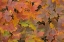 Picture of TX, GUADALUPE MTS NP BIGTOOTH MAPLE IN AUTUMN