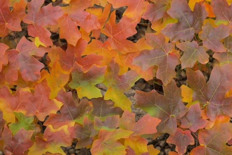 Picture of TX, GUADALUPE MTS NP BIGTOOTH MAPLE IN AUTUMN