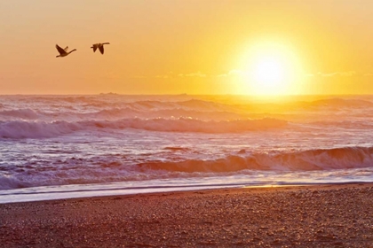 Picture of WA, OLYMPIC NP CANADA GEESE OVER RIALTO BEACH