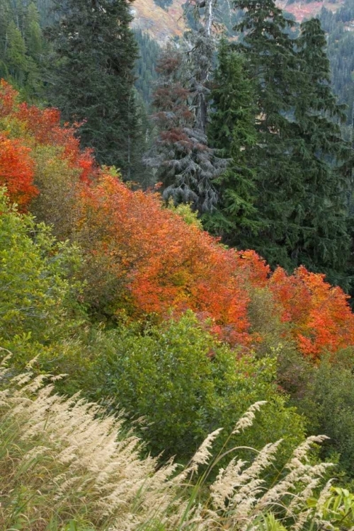 Picture of WA, MOUNT BAKER WILDERNESS TOMYHOI LAKE TRAIL