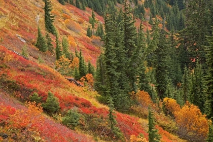 Picture of WA, MOUNT BAKER WILDERNESS TOMYHOI LAKE TRAIL