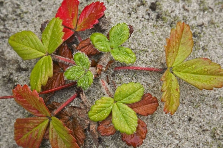 Picture of CANADA, BC, CALVERT ISLAND BEACH STRAWBERRY