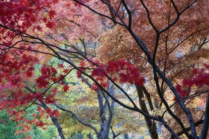 Picture of OR, ASHLAND LITHIA PARK MAPLE TREES IN AUTUMN