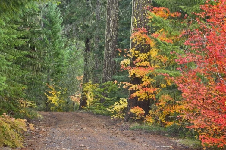 Picture of OR, WILLAMETTE NF HISTORIC SANTIAM WAGON ROAD