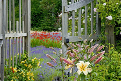 Picture of WA, BAINBRIDGE ISLAND GATE INTO FLOWER GARDEN