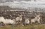 Picture of SOUTH GEORGIA ISL, REINDEERS AND KING PENGUINS