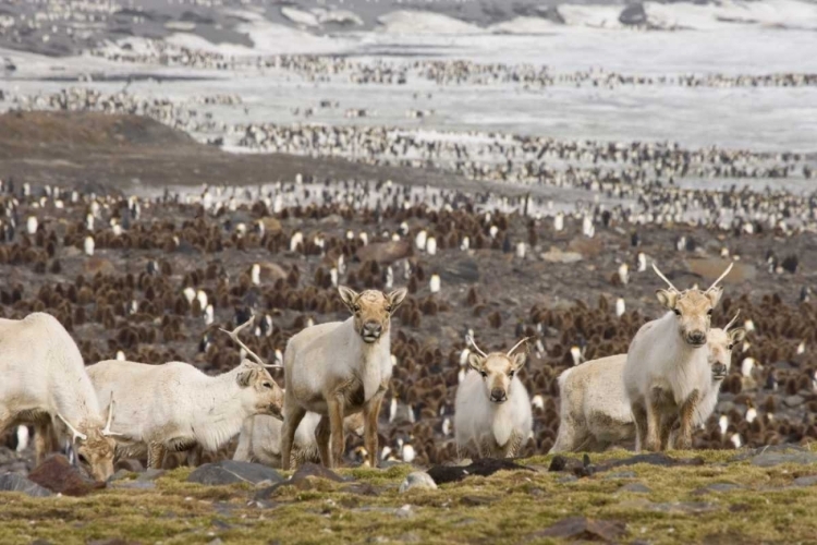 Picture of SOUTH GEORGIA ISL, REINDEERS AND KING PENGUINS