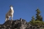 Picture of OLYMPIC NP, KLAHHANE RIDGE MALE MOUNTAIN GOAT