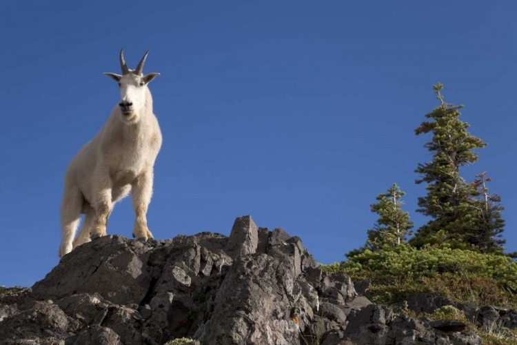 Picture of OLYMPIC NP, KLAHHANE RIDGE MALE MOUNTAIN GOAT