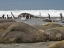Picture of SOUTH GEORGIA ISL, SEALS AND PENGUINS ON BEACH