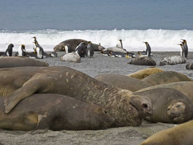Picture of SOUTH GEORGIA ISL, SEALS AND PENGUINS ON BEACH