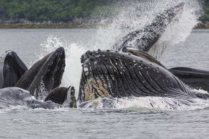 Picture of USA, ALASKA HUMPBACK WHALES BUBBLE NET FEEDING