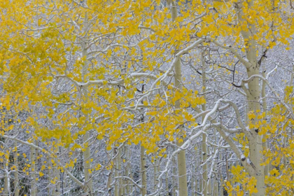 Picture of COLORADO, GRAND MESA EARLY SNOW ON ASPEN TREES
