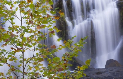 Picture of USA, TENNESSEE MAPLE TREE AND BALD CREEK FALLS