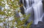 Picture of USA, TENNESSEE MAPLE TREE AND BALD CREEK FALLS