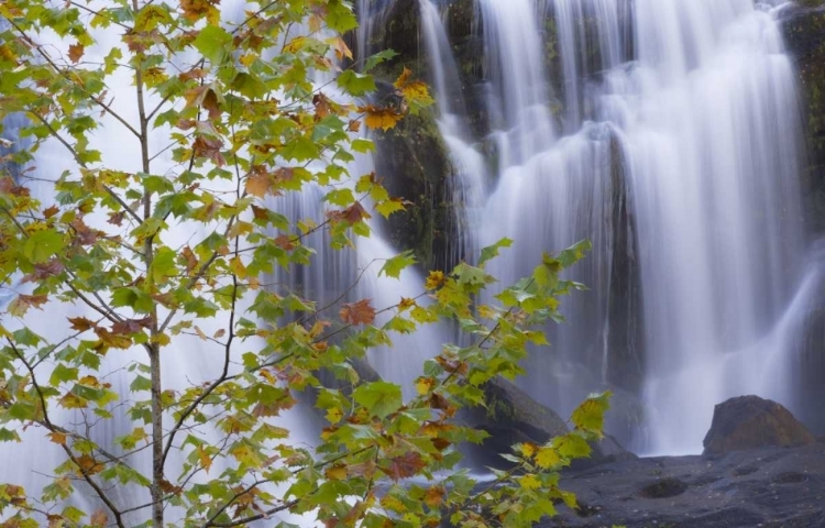 Picture of USA, TENNESSEE MAPLE TREE AND BALD CREEK FALLS