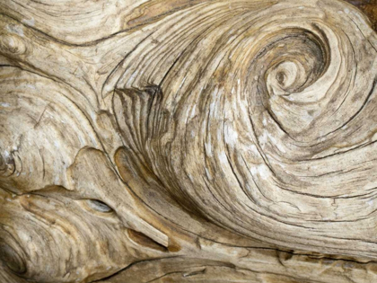 Picture of USA, WASHINGTON CLOSE-UP OF SWIRLED WOOD GRAIN