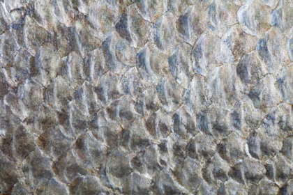 Picture of USA, WASHINGTON DETAIL ABSTRACT OF FISH SCALES