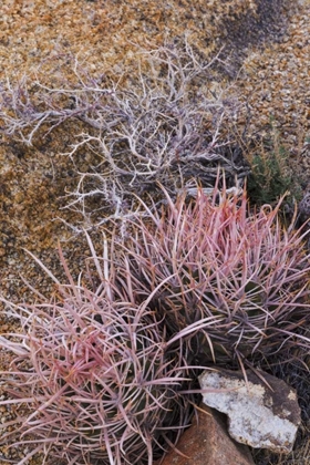 Picture of CALIFORNIA, ALABAMA HILLS BARREL CACTUS SCENIC