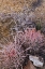 Picture of CALIFORNIA, ALABAMA HILLS BARREL CACTUS SCENIC