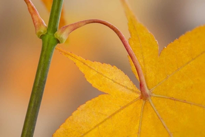 Picture of WASHINGTON, SEABECK MAPLE LEAF IN AUTUMN COLOR