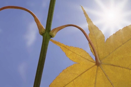 Picture of WASHINGTON, SEABECK MAPLE LEAF IN AUTUMN COLOR