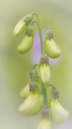 Picture of WASHINGTON, SEABECK CLOSE-UP OF SWEET PEA BUDS
