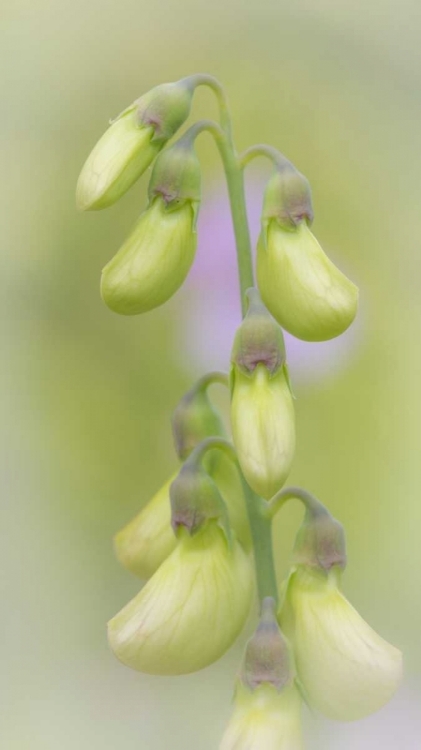 Picture of WASHINGTON, SEABECK CLOSE-UP OF SWEET PEA BUDS