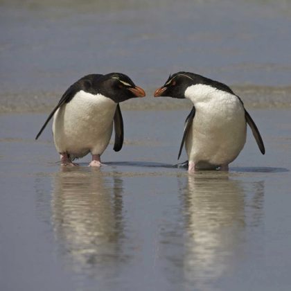 Picture of FALKLAND ISLANDS ROCKHOPPER PENGUINS ON BEACH