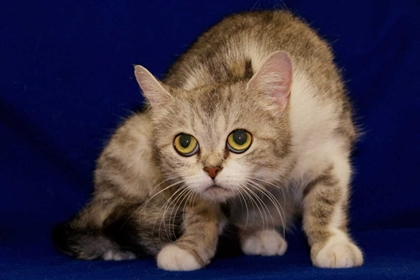 Picture of USA, PENNSYLVANIA, ERIE SHY HUMANE SOCIETY CAT