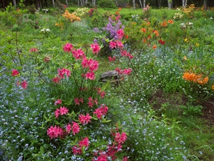 Picture of CANADA, NEW BRUNSWICK, BEAUTIFUL GARDEN FLOWERS