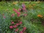 Picture of CANADA, NEW BRUNSWICK, BEAUTIFUL GARDEN FLOWERS