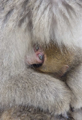 Picture of JAPAN, JIGOKUDANI, SNOW MONKEY BABY WITH MOTHER