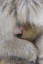 Picture of JAPAN, JIGOKUDANI, SNOW MONKEY BABY WITH MOTHER
